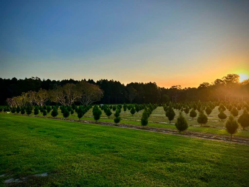 Overlooking pines trees with the sun setting in the distance with a golden glow
