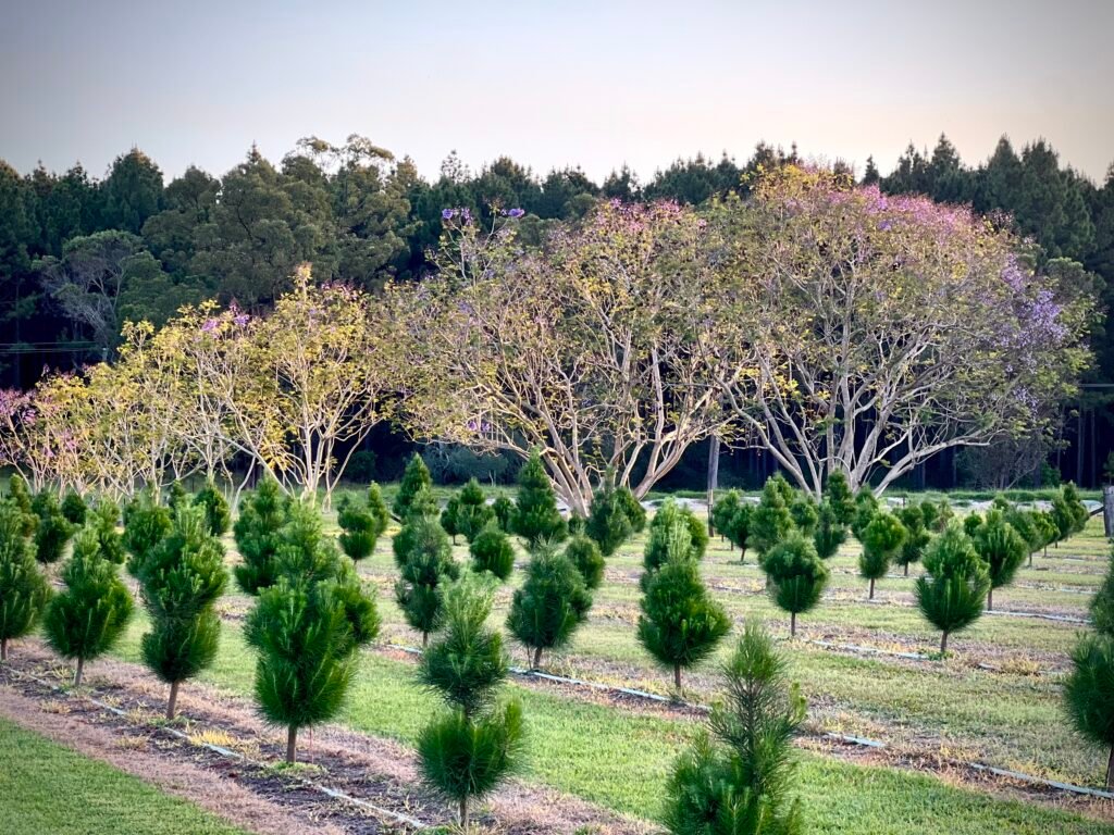 View of Christmas trees with several Jacaranda trees in the background at sunset.
