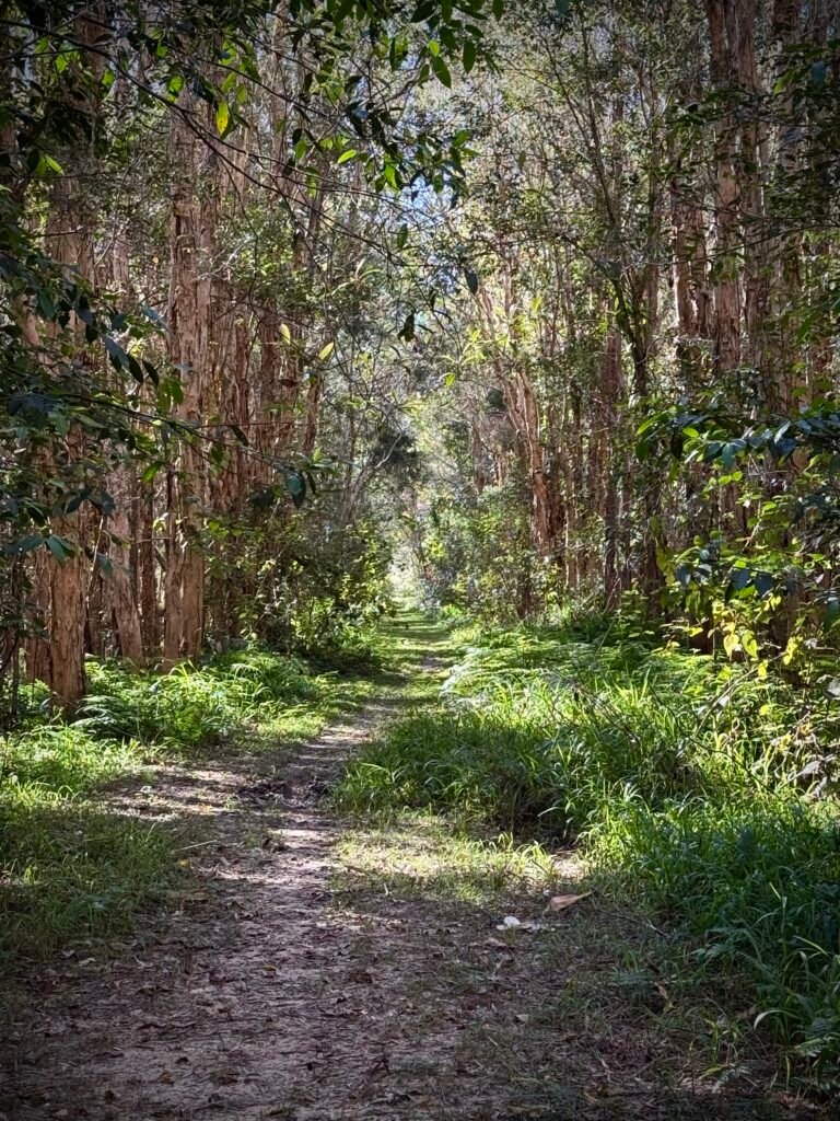 Walking track Australian bush setting paperbark trees