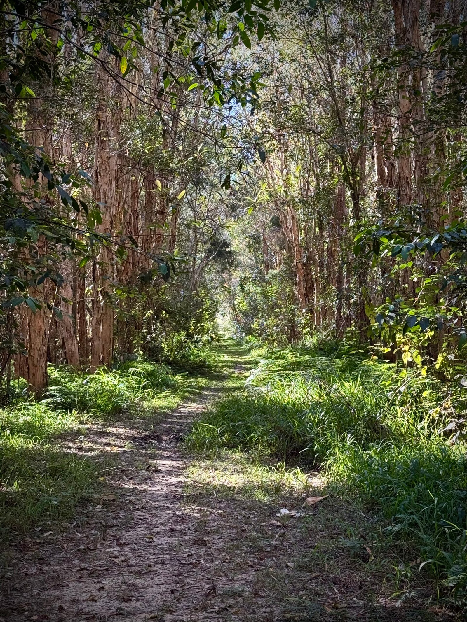 Walking track Australian bush setting paperbark trees