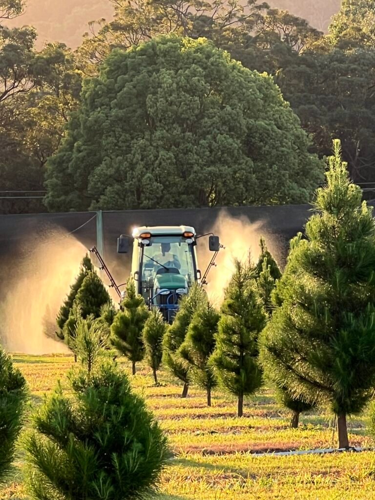 Farmer spraying Christmas trees in his tractor on the Sunshine Coast near Australia Zoo